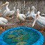 thumbs/Seabirdsanc_48302721.jpg